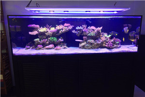 道爾頓公學(xué) 海洋科普 走進(jìn)學(xué)校