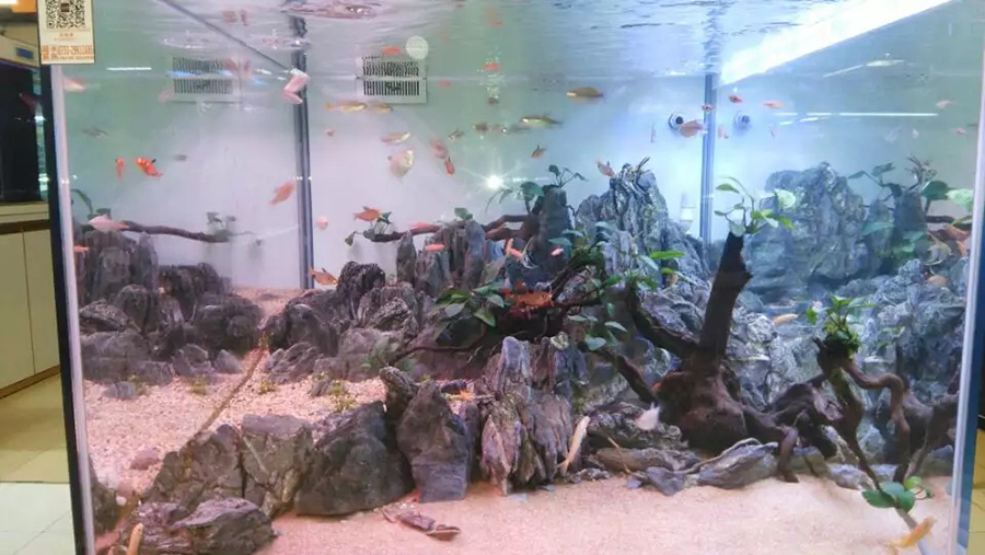 家庭淡水魚缸造景——龍威水族