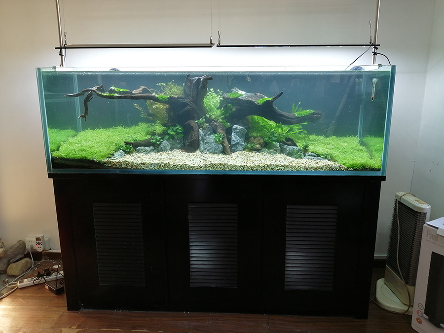 淡水缸造景項目案例