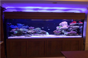 大型海洋魚缸 觀賞魚缸 海洋景觀