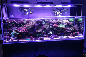 大型海洋魚缸 觀賞魚缸 海洋景觀