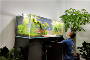 自然景觀 回歸自然 水生植物景觀 水草景觀