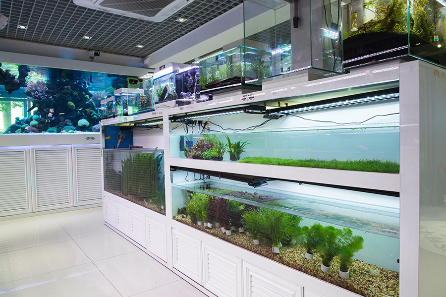 大型魚缸定制案例