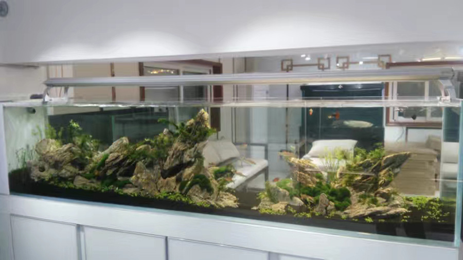 龍威水族——草缸造景案例